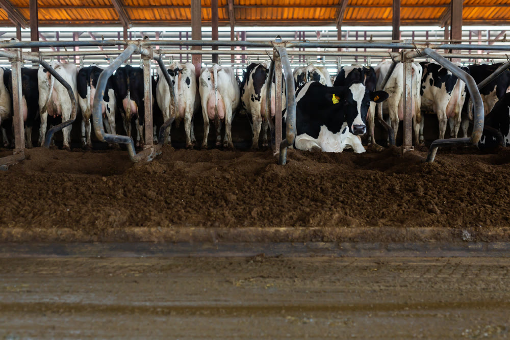 Milking cows eating stock feed in cowshed