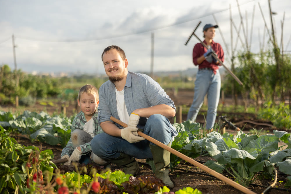 Young man and boy with lettuce beds in field