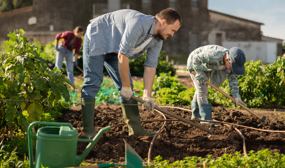 Man weeding the beds on the farm