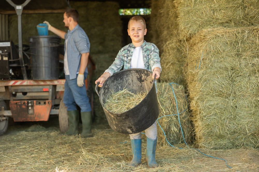 Boy helps his parents on horse farm - he carries basket of hay for horses