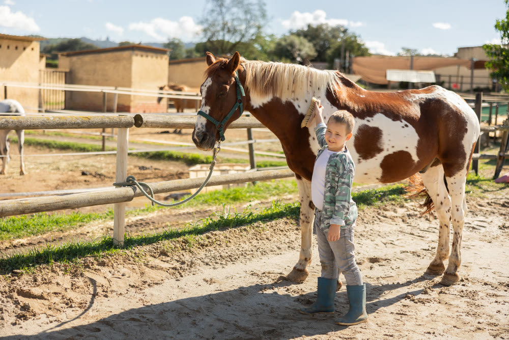 Boy combing horse in horse paddock