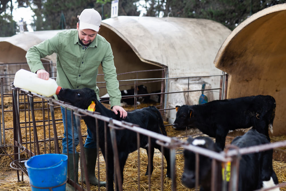 Farmer man feeding calves on dairy farm