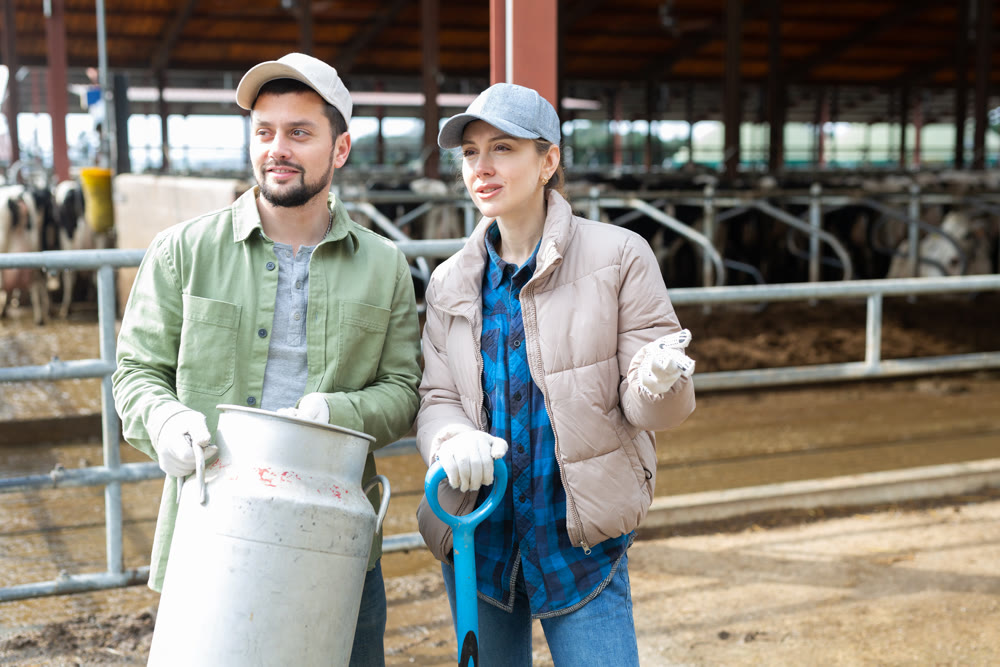Man and woman dairy farm workers talking at cow barn
