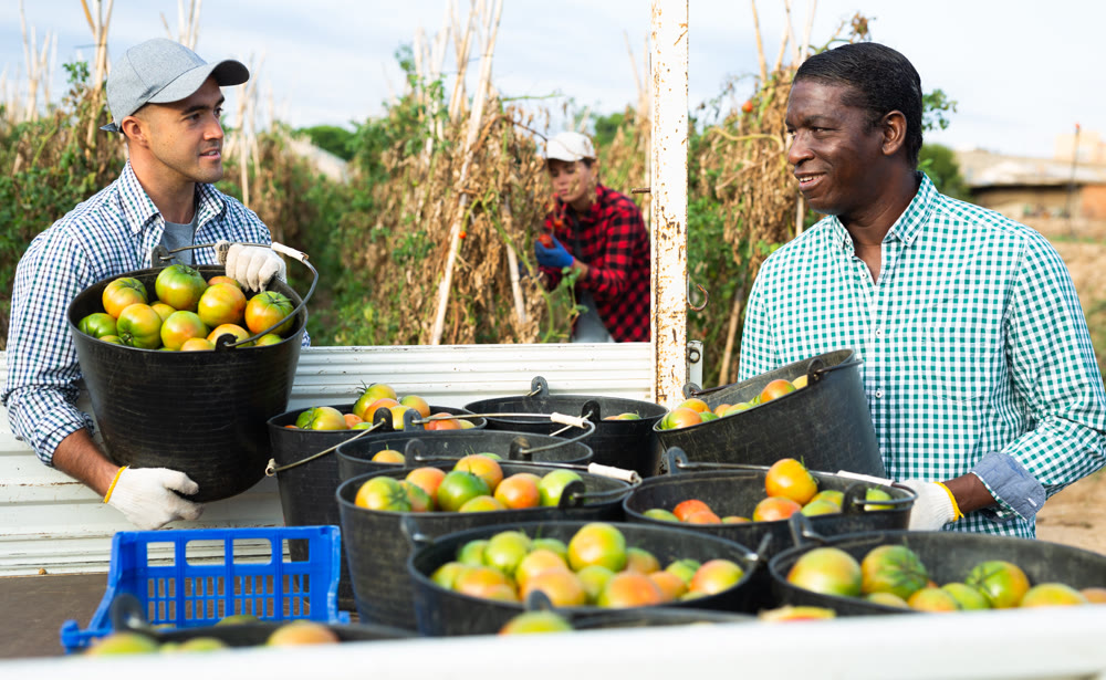 Successful horticulturists loading buckets with harvested tomatoes into truck