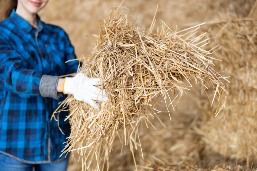 Woman holding hay at storage on farm