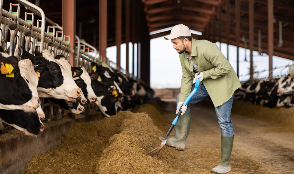 Farmer spreading fodder with shovel and feeding cows in cowshed