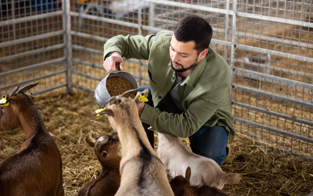 Young farmer feeding baby goats with grain in stall