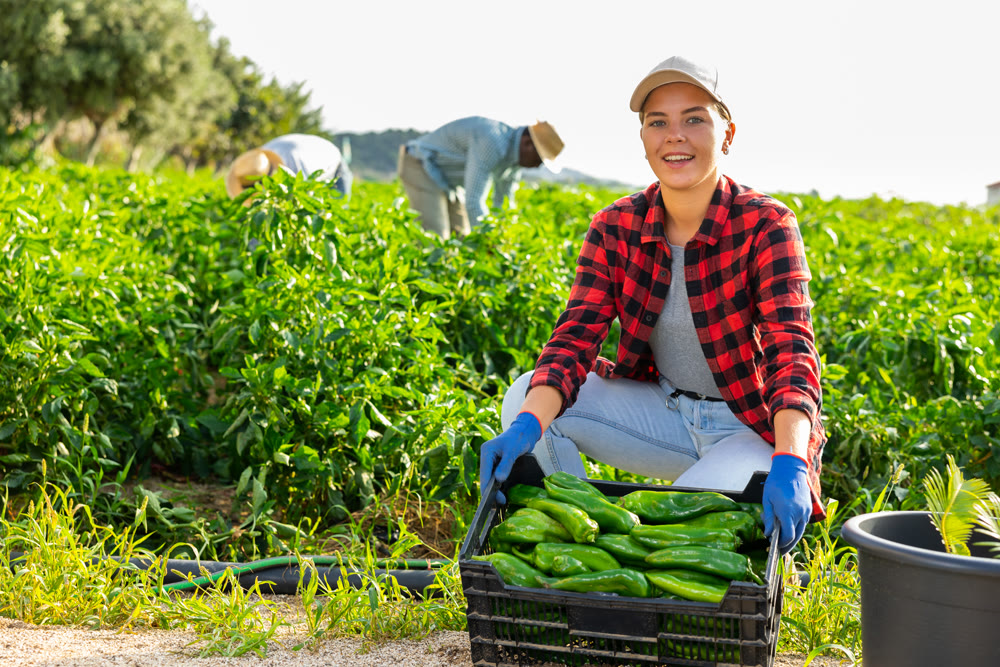 Woman demonstrates box with crop of ripe bell peppers in farmer field