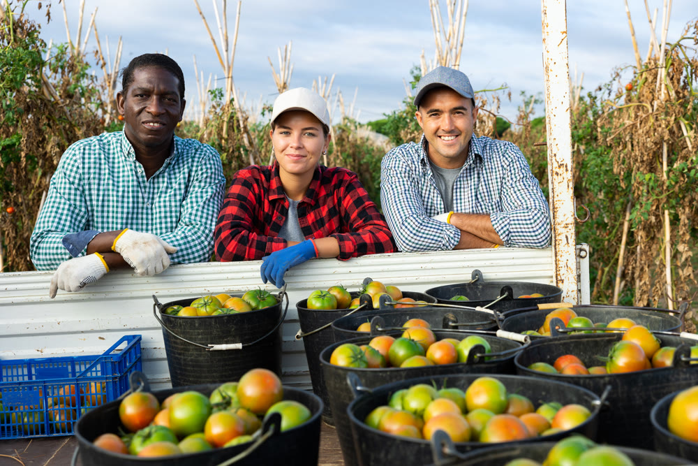 Happy team of farmers standing near truck loaded with harvested tomatoes