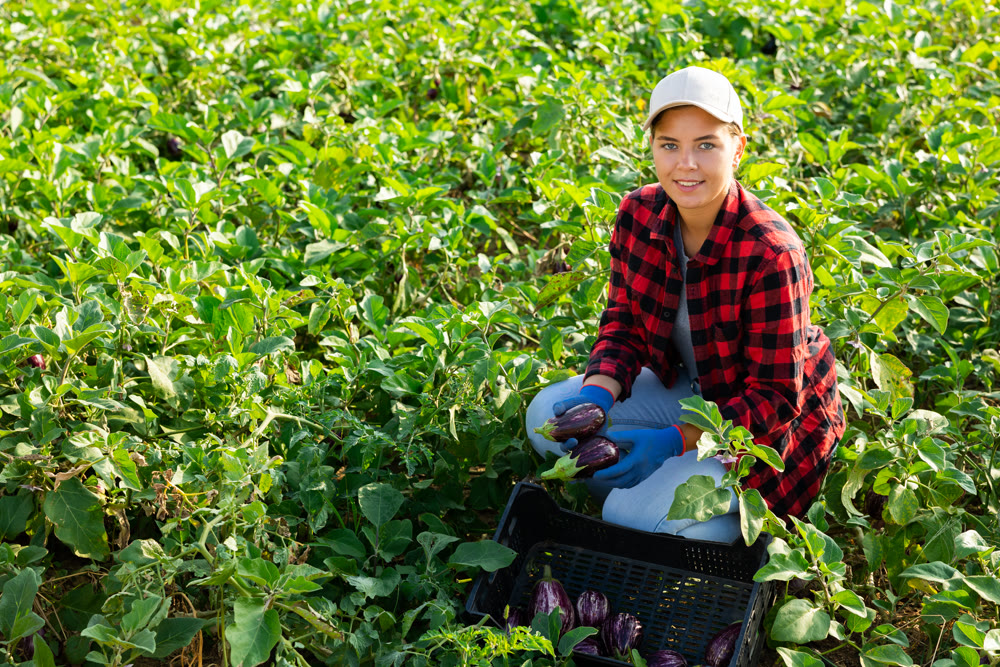 Happy young female farmer harvesting eggplants on farm field
