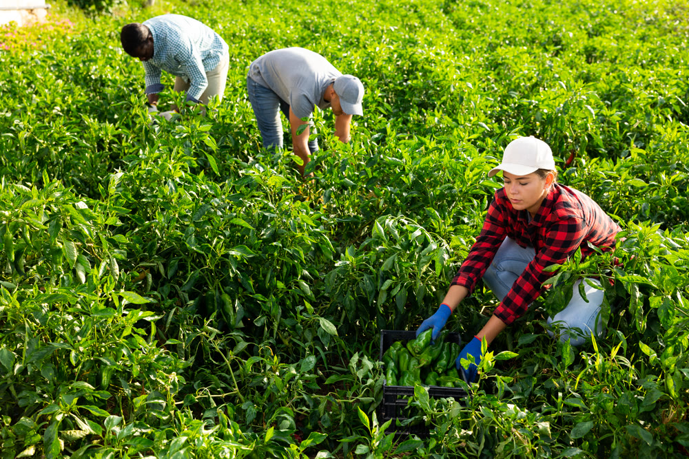 Woman harvesting green bell peppers in farmer field
