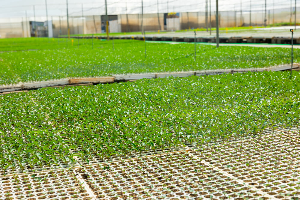 Abundance of planted sprouts in cell trays in hothouse
