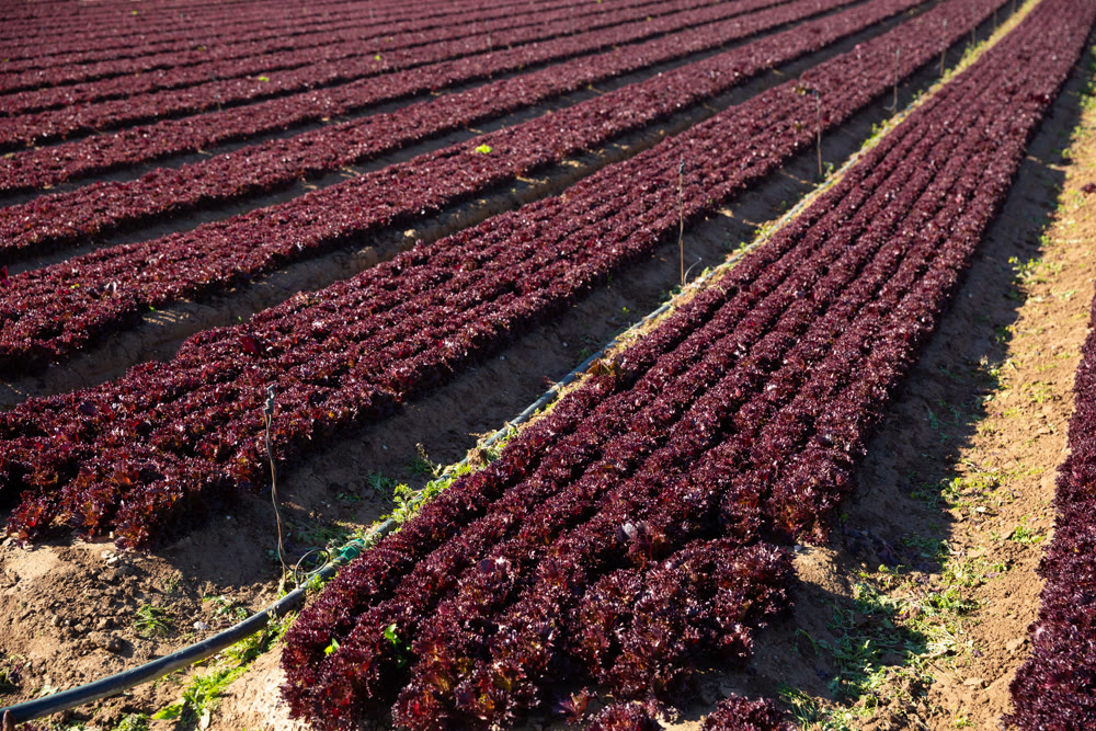 Rows of harvest of red lettuce in garden