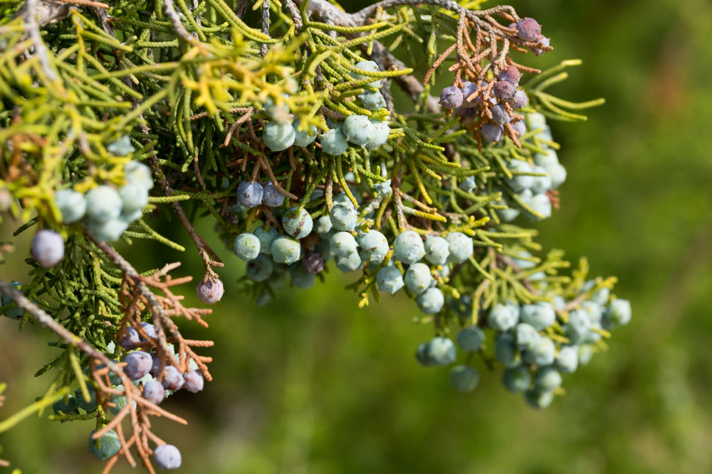 Fruits of Juniperus californica tree