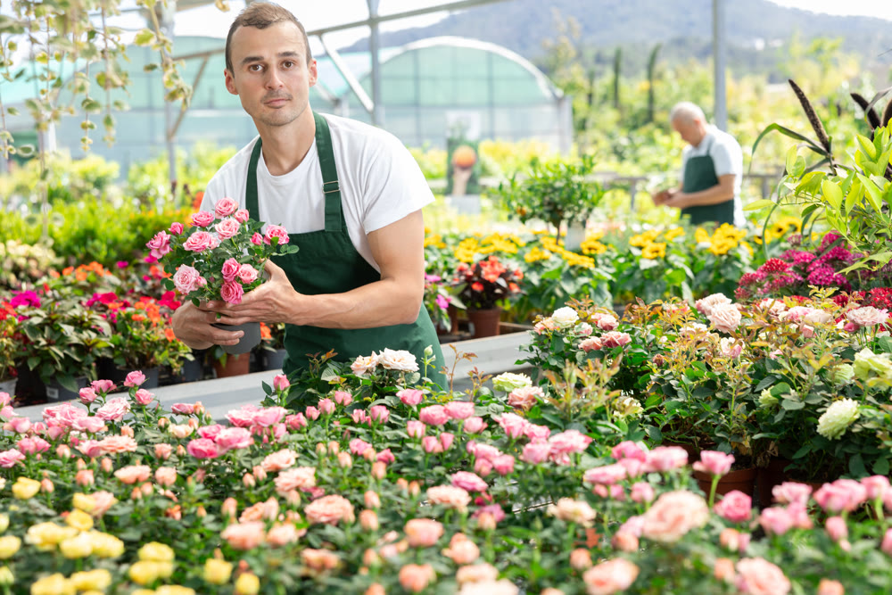 Male employee of garden shopping center inspects product, pot with rose.