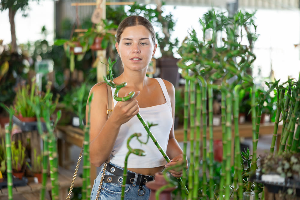 Young woman choosing bamboo in flower shop