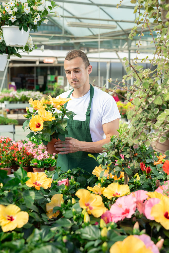 Man sales in flower shop carefully examines hibiscus