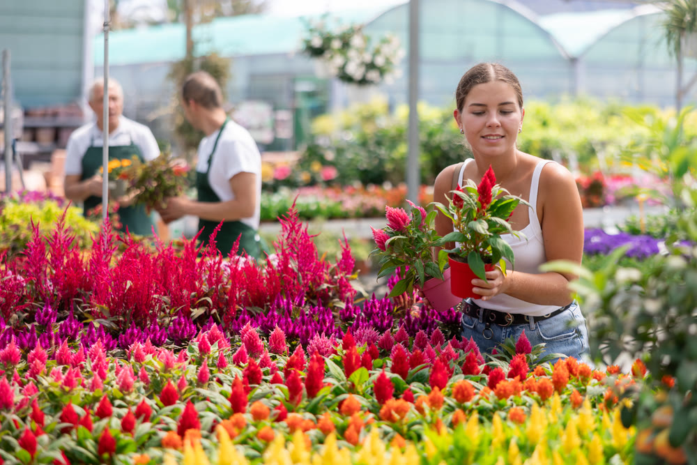 Woman in casual clothes shopping for pot of Celosia at flower market