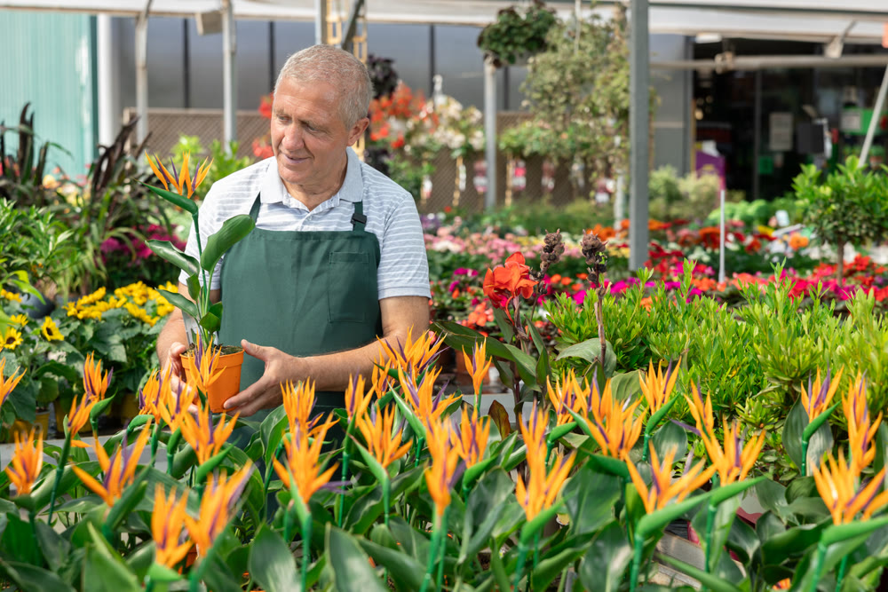 Elderly man holding strelitzia in pot