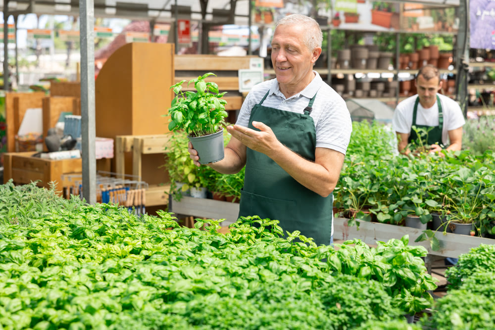 Mature male employee of garden shopping center inspects product, pot with basil.
