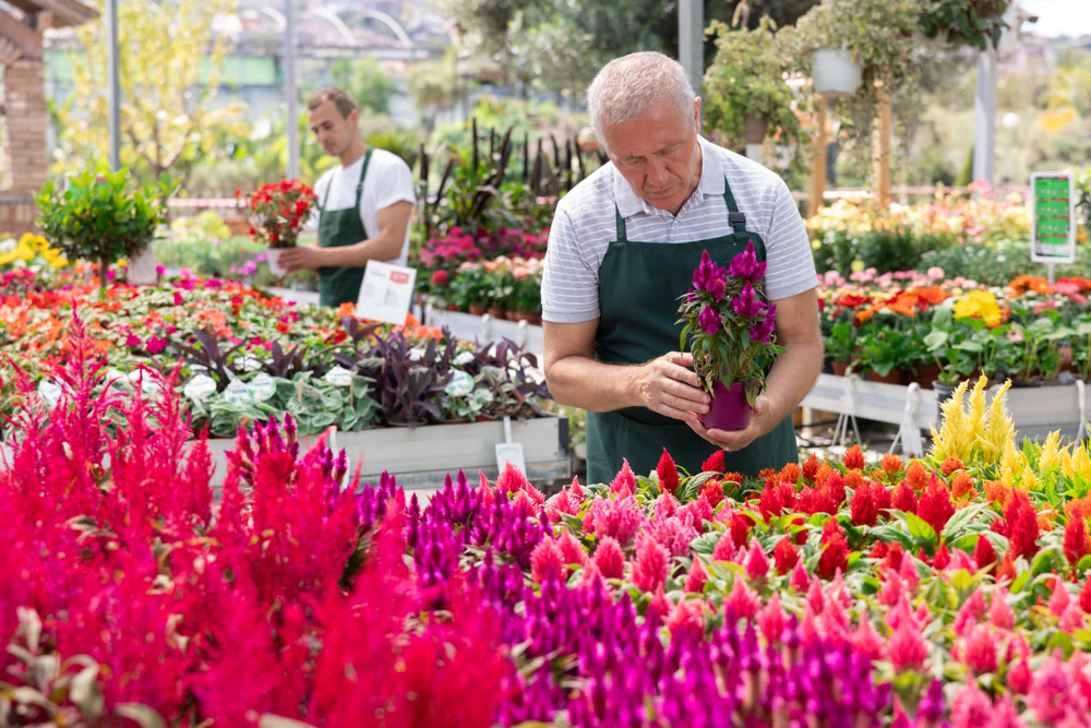 Mature male employee of garden shopping center inspects product, pot with celosia.