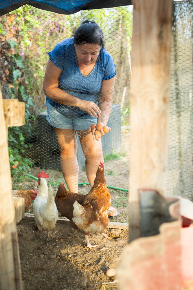 Woman collecting chicken eggs in chicken coop outdoors