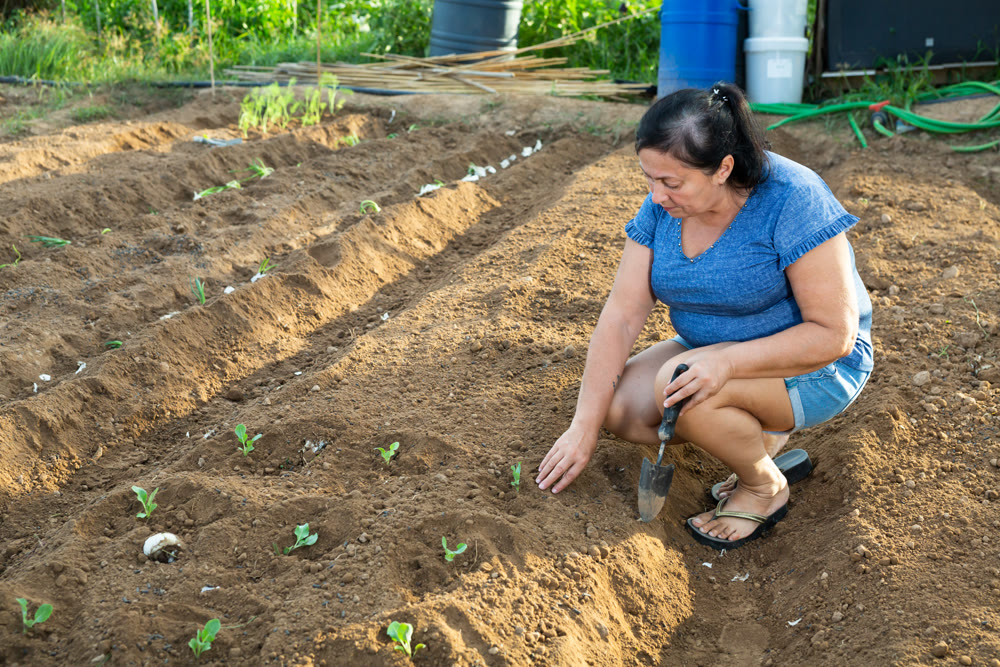 Senior woman planting sprouts in garden