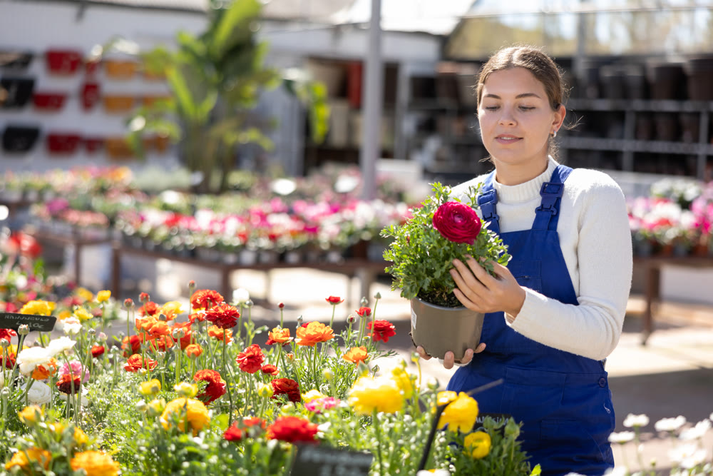 Young woman seller holding persian buttercup