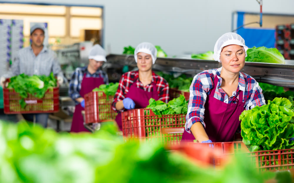 Woman in apron sorting fresh green lettuce in factory