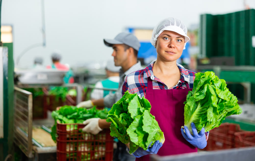 Female employee of agricultural processing factory packing lettuce into boxes