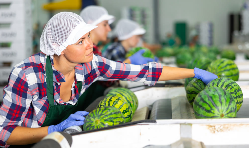 Woman in uniform sorting watermelons in factory