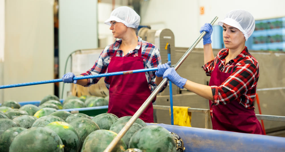 Two hired female workers in uniform use sticks to sort watermelons on vegetable factory conveyor
