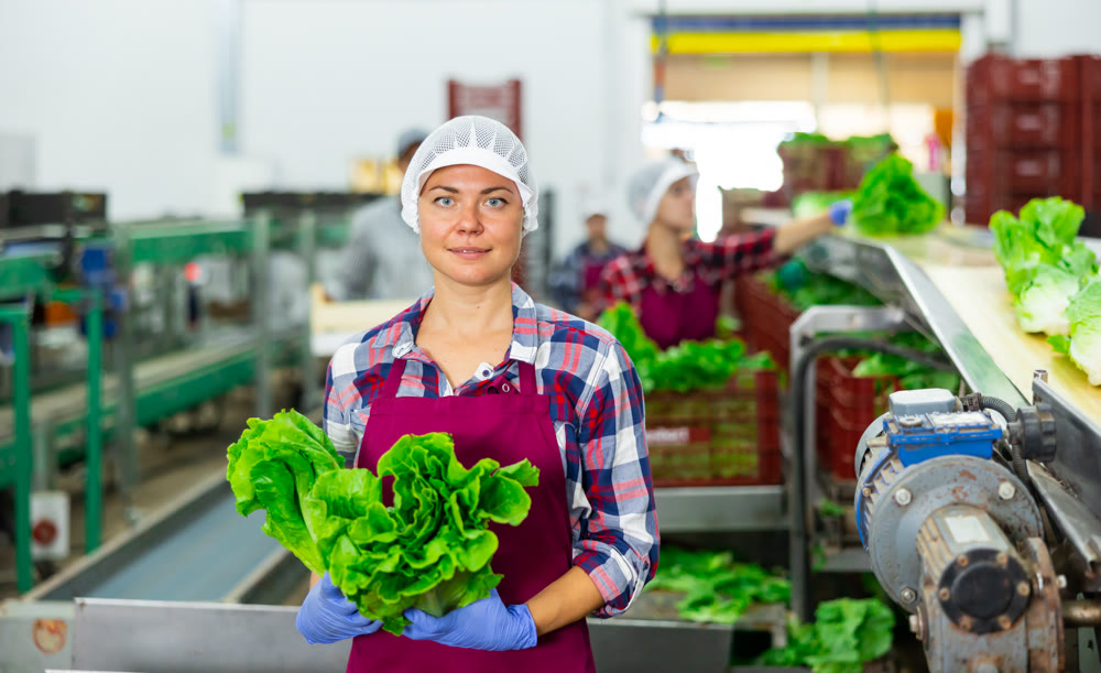 Positive female vegetable factory worker demonstrating lettuce while sorting
