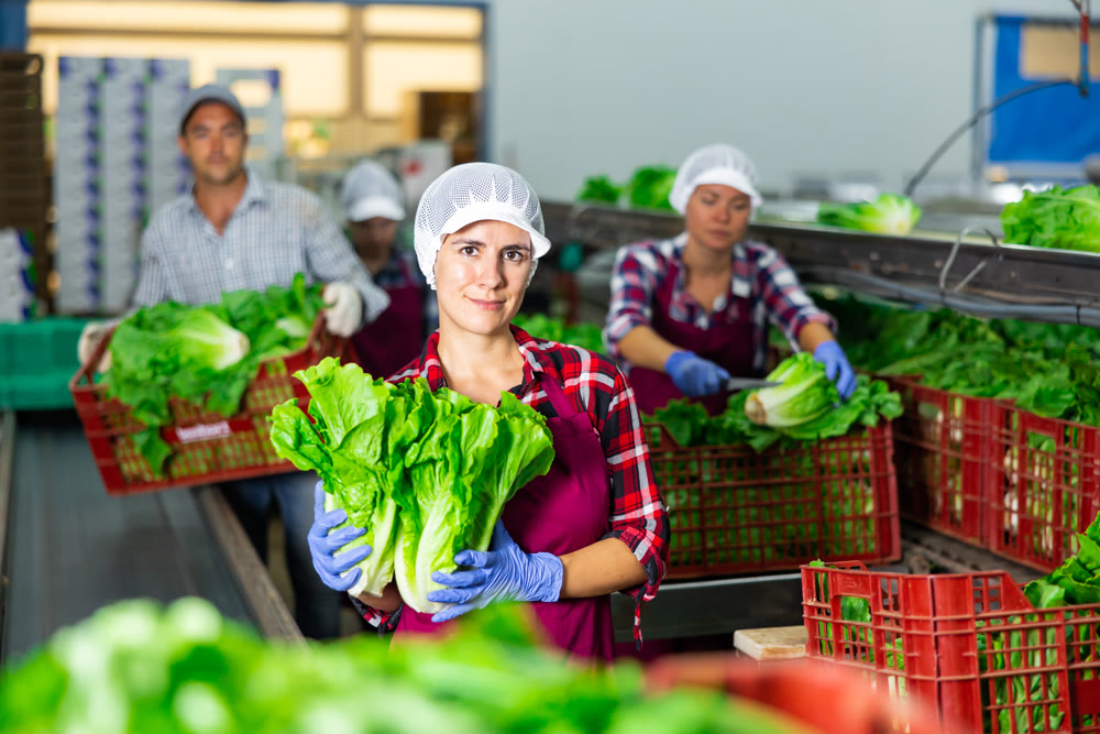 Portrait of young woman vegetable factory worker standing at conveyor and holding lettuce leaves