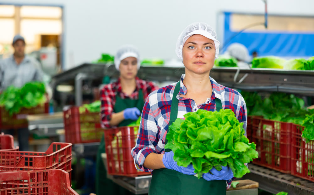 Portrait of woman vegetable factory worker with lettuce