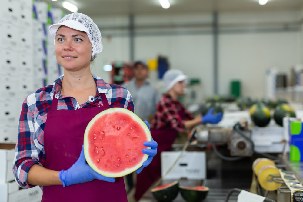 Positive woman farmer holding ripe watermelon near sorting conveyor, proud of good quality of product