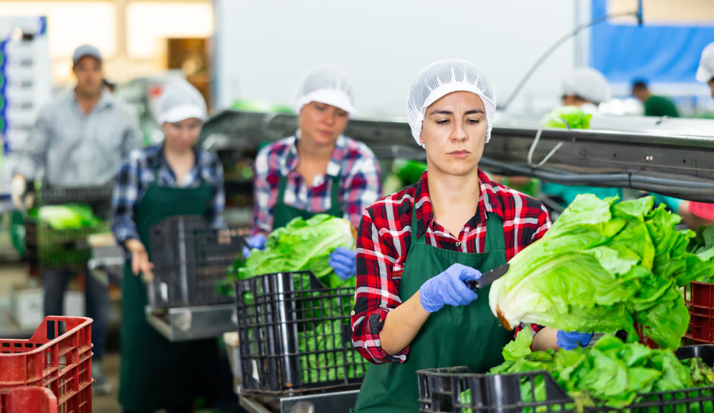Woman sorting fresh lettuce in vegetable factory