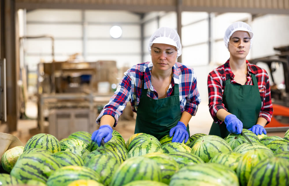 Female sorters working on watermelons sorting line in fruit processing factory