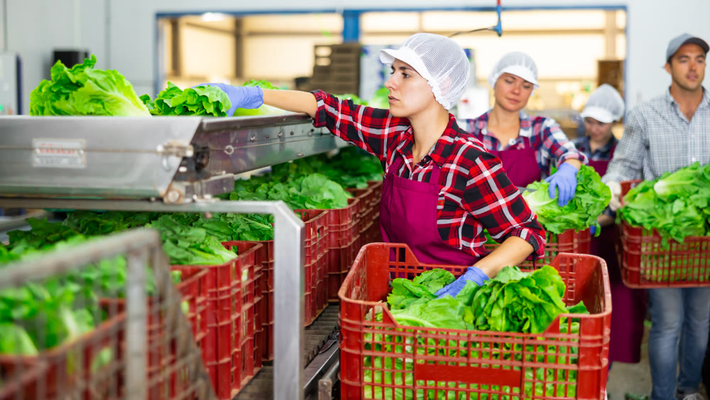Woman in uniform during ripe sorting lettuce at warehouse at vegetable factory