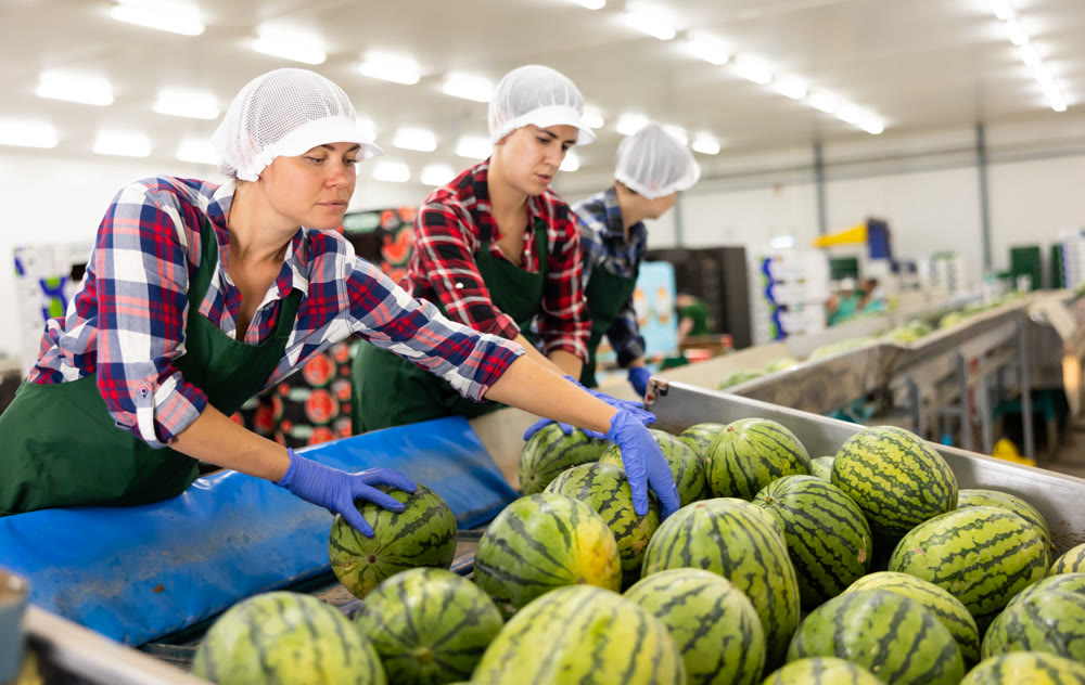 Female worker sorting watermelons in fruit factory workshop