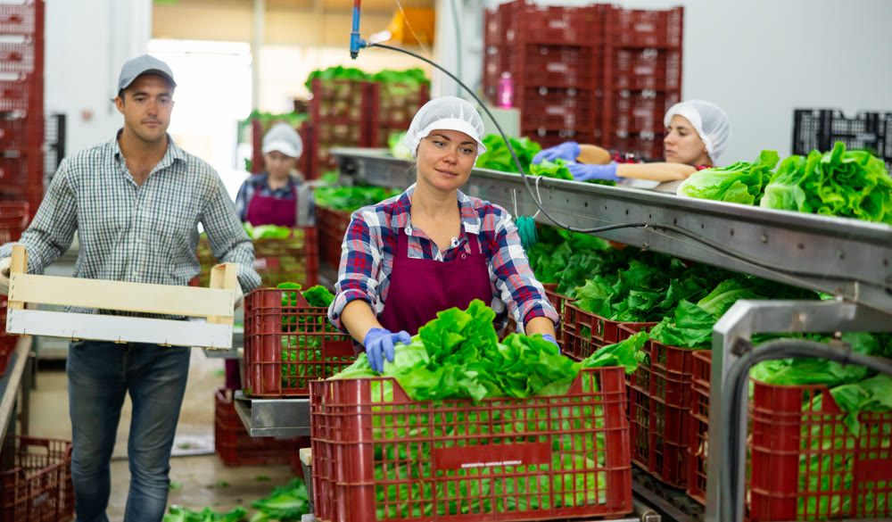 Female employee of agricultural processing factory packing lettuce into boxes
