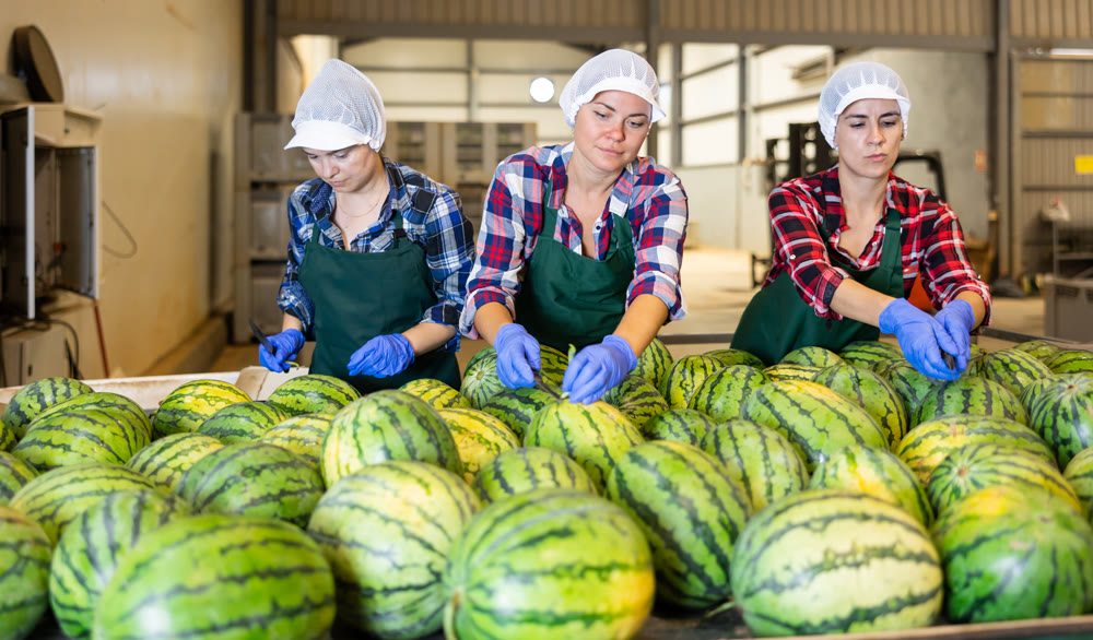 Female workers sorting watermelons on industrial line in fruit warehouse