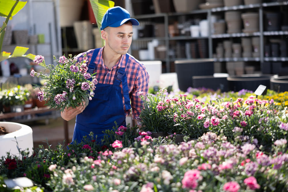 Greenhouse worker grows flowers clavell in pots. Carefully examines grown flowers clavell