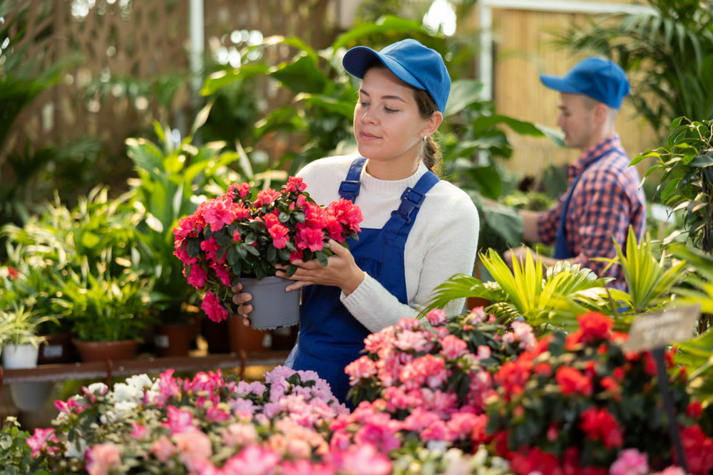 Young female seller holding azalea in pot