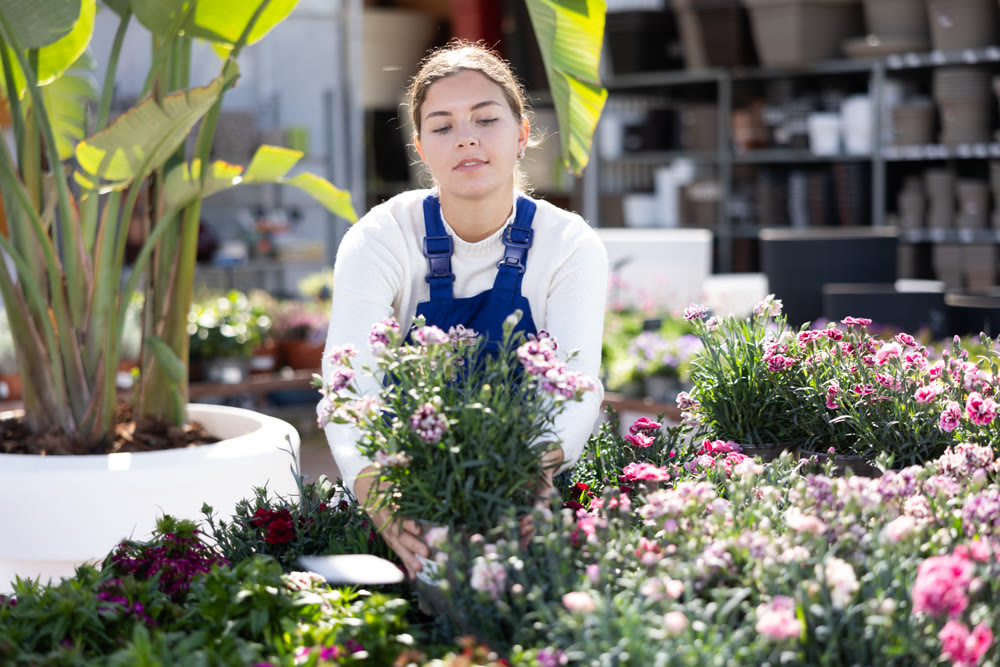 Portrait of female worker while gardening with clavell in pots in greenhouse
