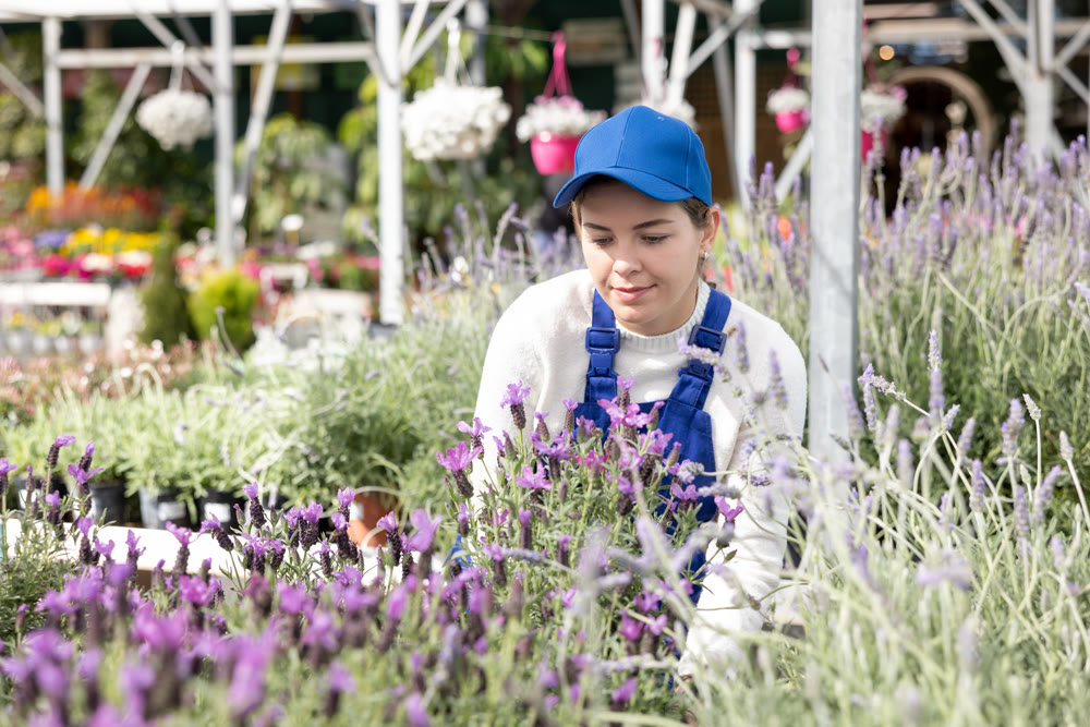 Young saleswoman changes arrangement of pots with lavender and improves appearance of window.