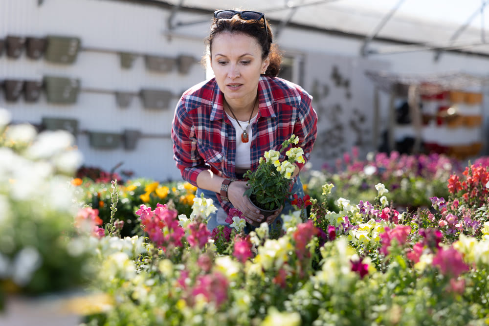 Adult woman choosing snapdragons in flower shop