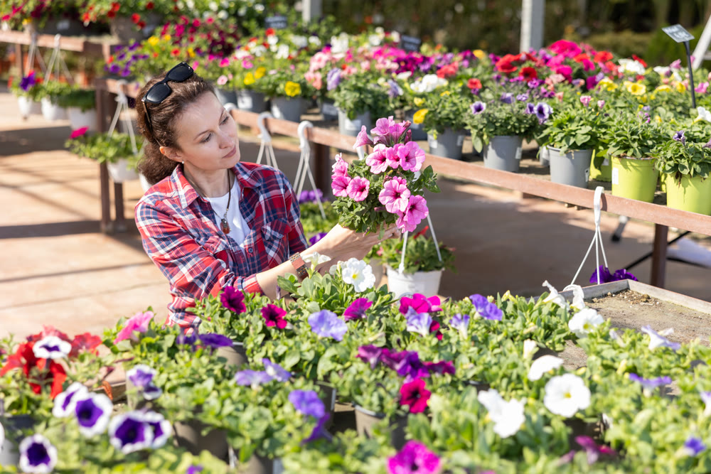 Woman choosing potted Petunia flowers for house while shopping in greenhouse