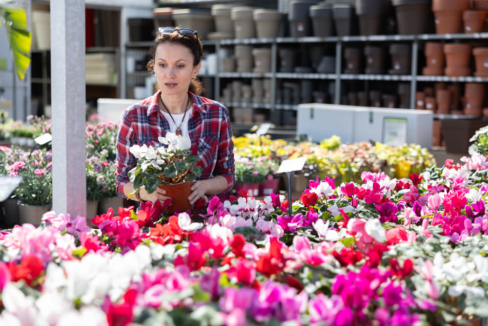 Adult woman choosing cyclamen in flower shop