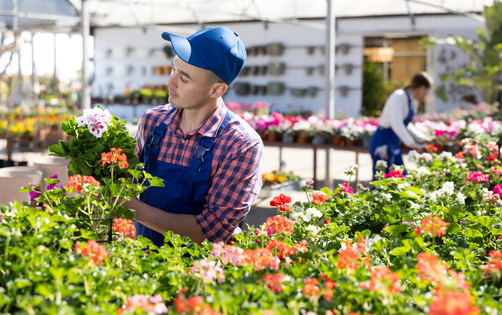 Young male seller holding geranium in pot